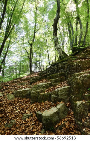 Rocky path through forest in spring