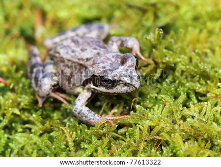 European common frog - Rana temporaria - on green moss