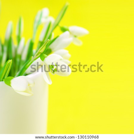 Close-up of snowdrops in vase on yellow background with copy space.
