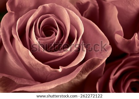 Bunch of marsala colored rose flowers close-up as background. Soft focus, shallow DOF. Filtered image.