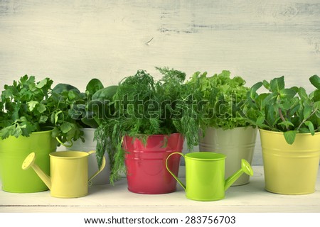 Bunches of flavoring greens, lettuce and spinach in colorful metallic buckets with watering cans on rustic wooden background. Toned image.