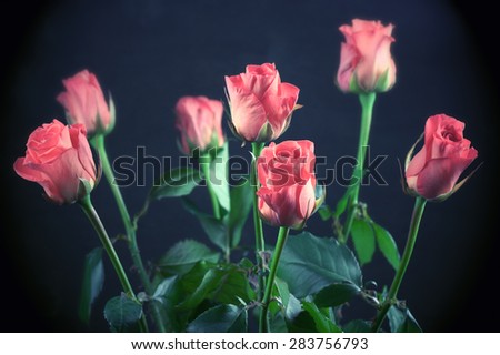 Bouquet of pink rose flowers with leaves on dark background. Filtered toned image. Shallow DOF.