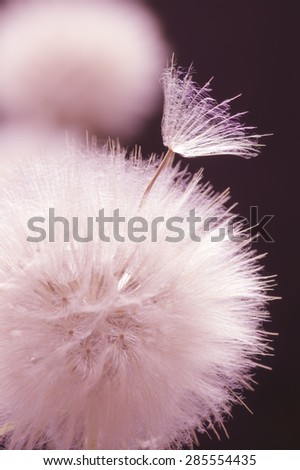 Fluffy dandelions close-up on dark background. Pink toned image. Shallow DOF, focus on seed.