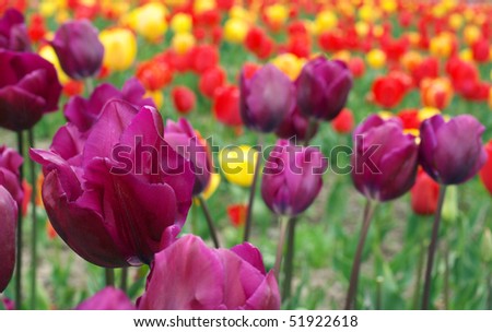 Spring field with purple, red and yellow tulips. Shallow DOF.