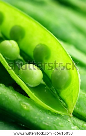 Close-up of fresh green pea pods with water drops.