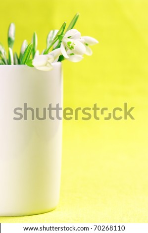 Bouquet of fresh snowdrops in white vase on yellow background.