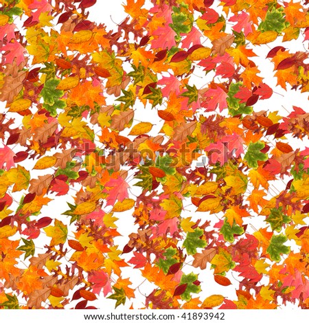 Composition of fall leaves, colorful autumn leaf on white isolated background.