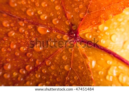 Detail of the veins of a leaf with water drops