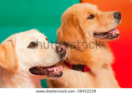 Trained dogs for Assisted therapy