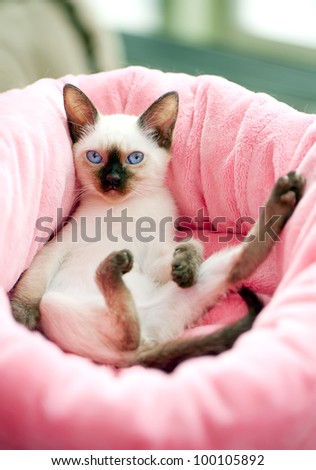 Thai kitten in pink pet bed