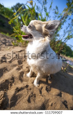 happy Chihuahua dog close-up on  solar summer landscape background with beach sand and blue sky