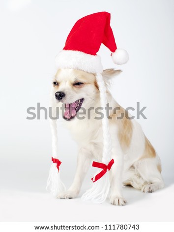 happy Chihuahua dog with Santa hat laughing on white background