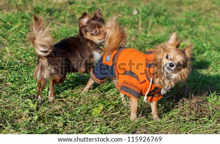 two chihuahua dogs playing on lawn under autumn sun