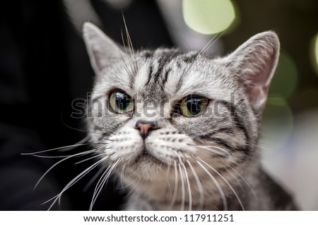 American Shorthair (Working) cat close-up portrait at cat show with blurred lights on background