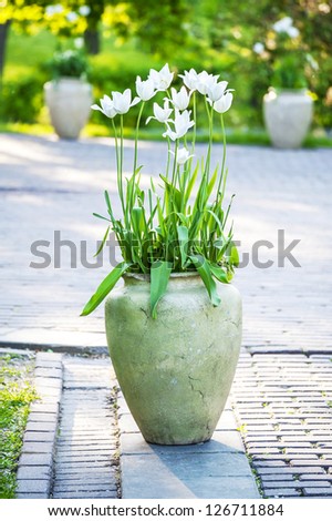 White Tulips Flowers In A Ceramic Vase Decorating City Garden ...