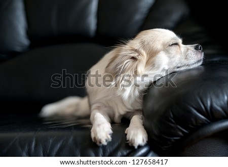 Chihuahua Dog Dozing On Black Leather Sofa Under Natural Light From Window