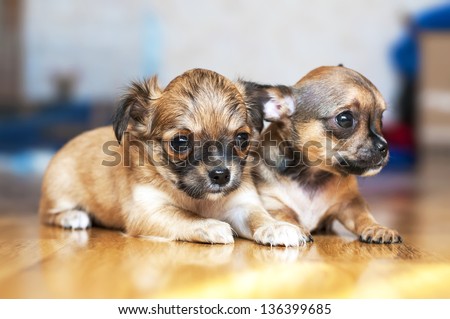 two small Chihuahua puppies lying on floor with blurred background