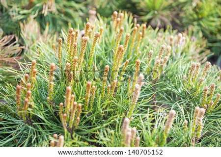 new conifer tree growth close-up outdoor spring shot