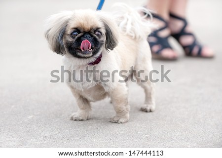 Pekingese dog standing next to women\'s legs on city street