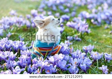 Chihuahua dog dreaming among purple crocus flowers gentle spring scene