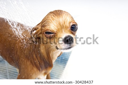 Funny Chihuahua Pictures on Funny Chihuahua Taking A Shower Stock Photo 30428437   Shutterstock