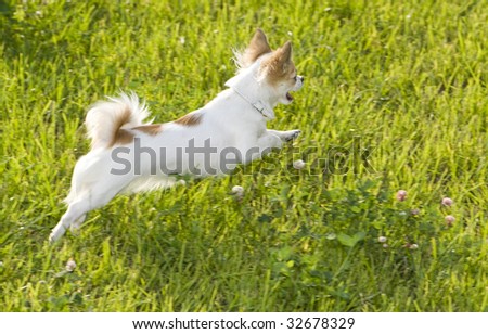 Jumping Chihuahua