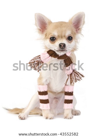 cute chihuahua puppies pictures. stock photo : cute chihuahua