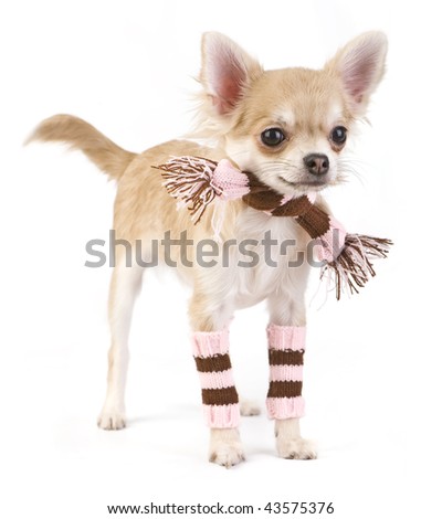 cute chihuahua puppies pictures. stock photo : cute chihuahua