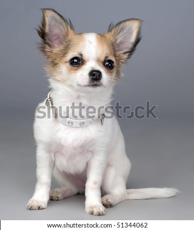 cute chihuahua puppies pictures. stock photo : cute chihuahua