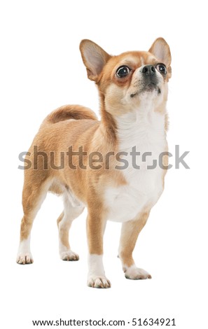 Red with white chihuahua dog,  Champion  of  Breed isolated on white background
