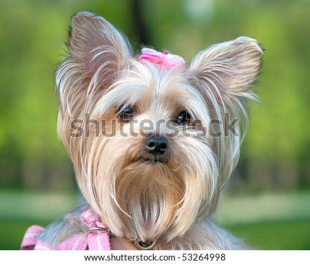 Silver Yorkshire Terrier Silver Yorkshire Terrier