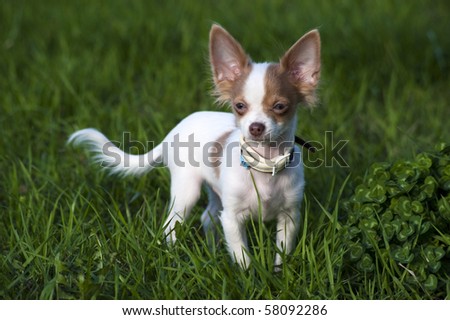 Blue Chiuaua Puppies