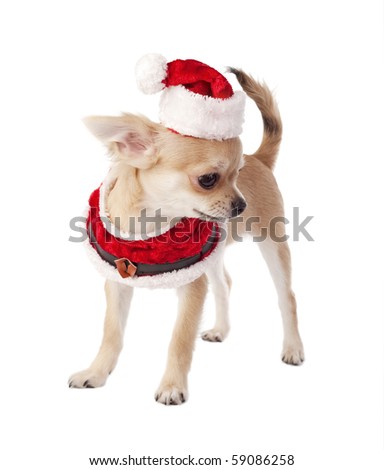 cute chihuahua puppies pictures. stock photo : cute Chihuahua