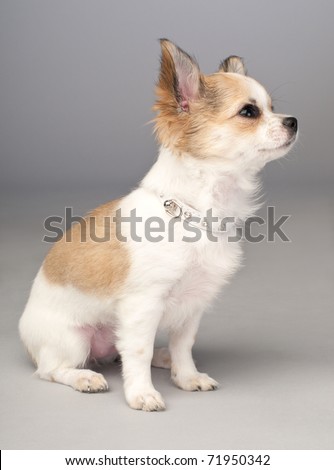 Small Chihuahua Puppies