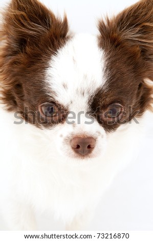 brown chiuaua dog