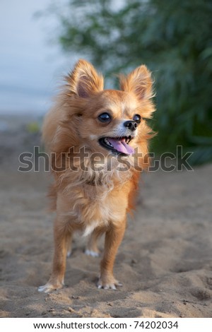 Beautiful chihuahua dog close-up on natural background with water, greens and beach sand into the sunset, summer vacation concept