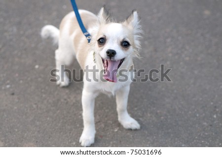 dog in the city, happy Chihuahua puppy on gray asphalt background