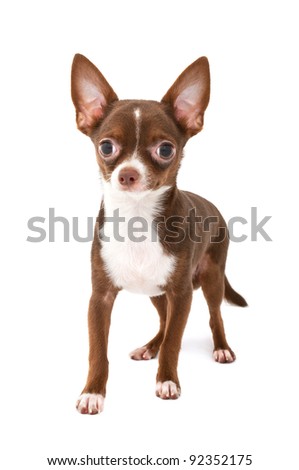 brown chiuaua dog