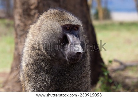 Baboon In Kenya is looking to the right