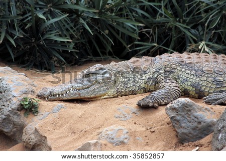 Big african crocodile