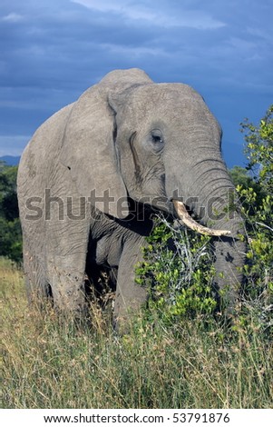 Elephant in a savanna