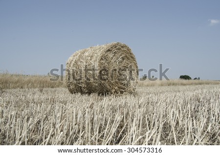 Field after the harvest - harvested field with rolled hays on sky background