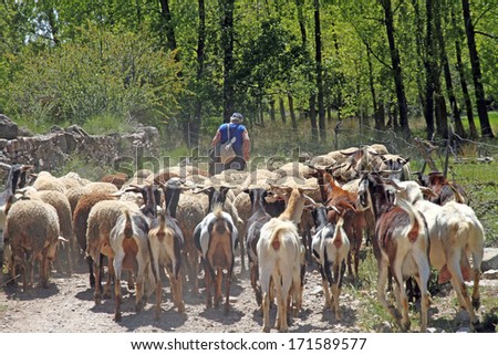 Sheeps on the road Gudar mountains Teruel Aragon Spain