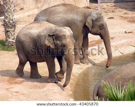 A couple of elephants