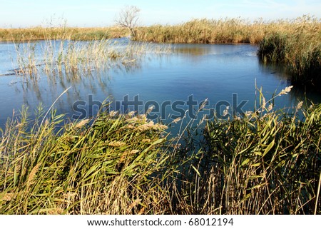 Ullal de Baldovi wetland  in La Albufera nature reserve Valencia province Spain