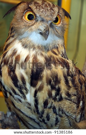 Great Horned Owl.