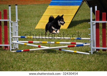Shiba Inu leaping over a double jump at dog agility trial, copy space, vertical