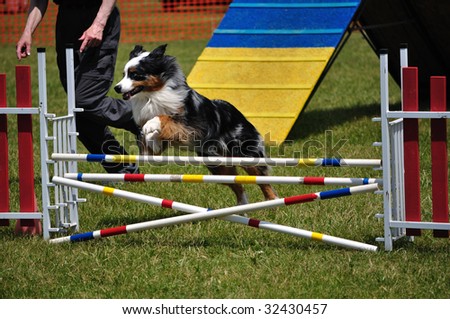 Australian Shepherd (Aussie) leaping over a double jump at dog agility trial, copy space, vertical