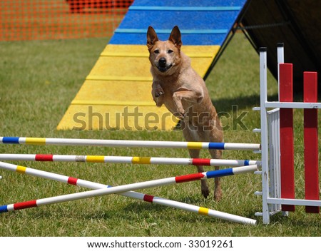 Large dog leaping over a double jump at  agility trial, copy space