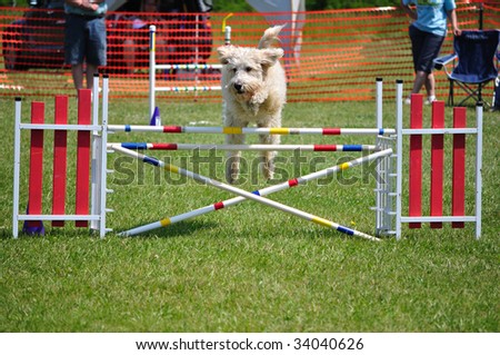 Dog leaping over a double jump at dog agility trial, copy space, vertical